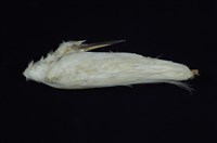 藏品(小白鷺)的圖片